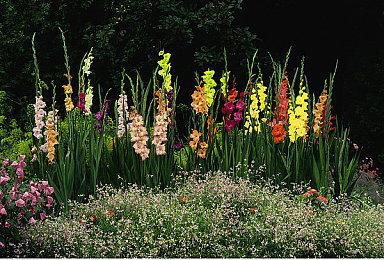 肉鸽《Katanaut》Steam页面 明年Q2发售